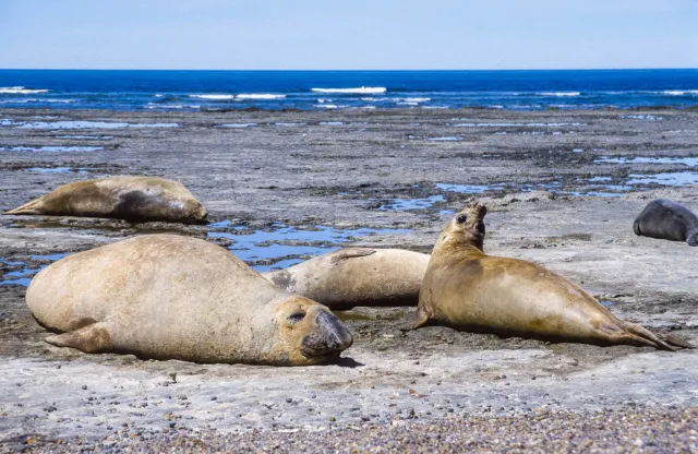 Elephant seals on the Valdes peninsula, Argentina