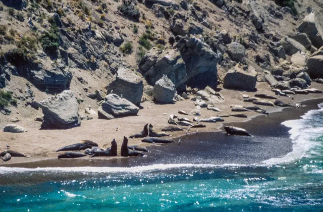 Sea lions on Valdes