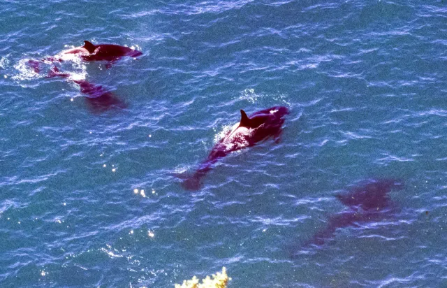 Orcas in front of Valdes