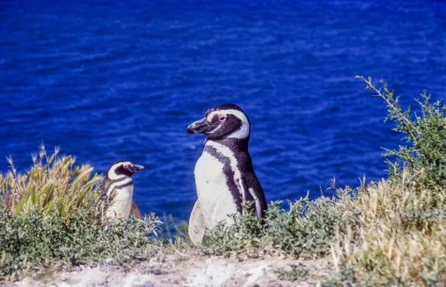 Magellanic penguins on Valdes