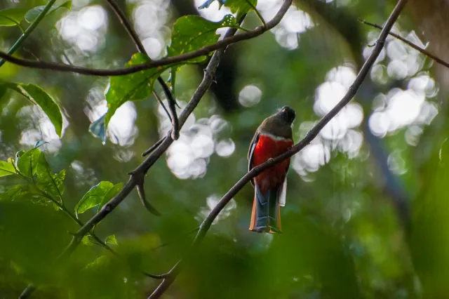 Bergtrogon im Urwald von Boquete, Panama