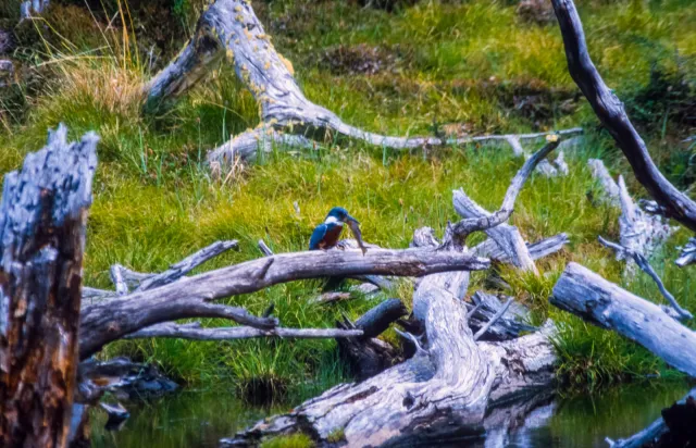 Kingfisher at Ushuaia