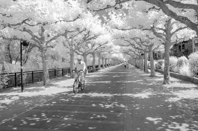 Allee am Rhein in Mainz