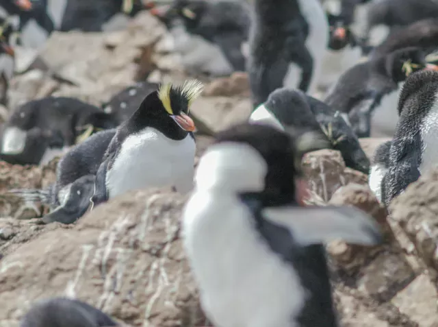 Erect-crested penguin (Eudyptes sclateri) on Pebble Island