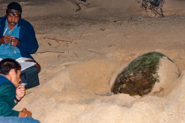 Leatherback turtle on Maputaland beach
