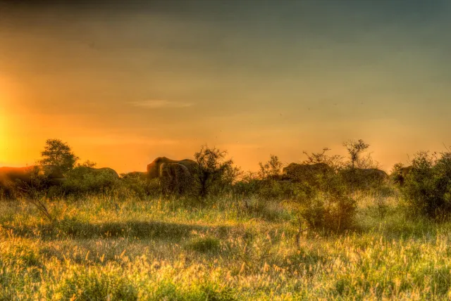 Elefantenherde beim Sonnenuntergang im Kruger-Nationalpark