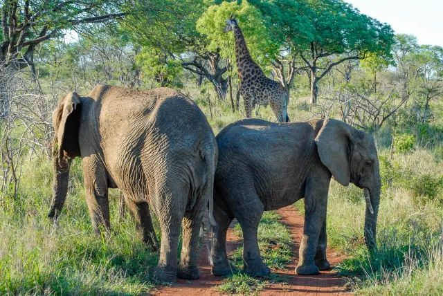 Elephants in Swaziland