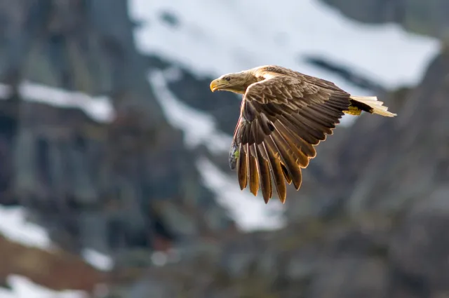 White-tailed eagles over the Trollfjord