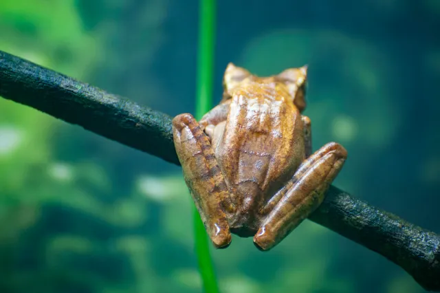 Rana Cornuda Marsupial or Horned Marsupial Frog (Gastrotheca cornula)