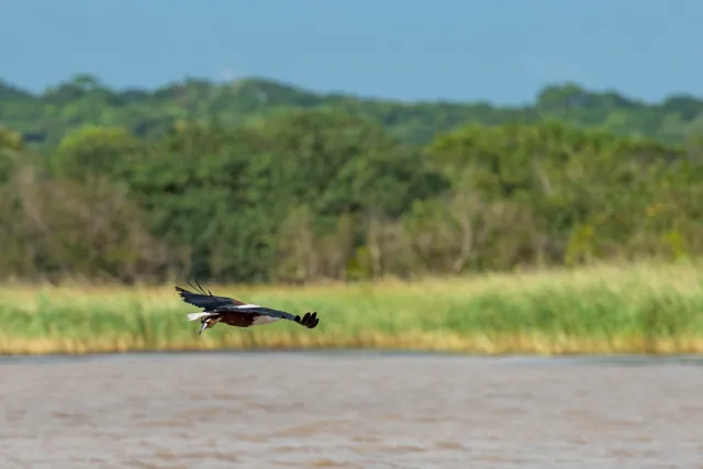 Fish eagle when fishing