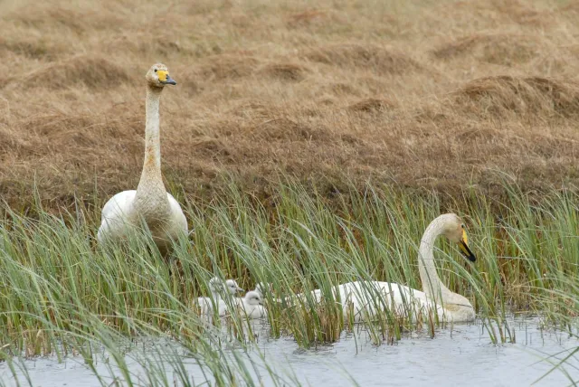 Whooper swans in Iceland