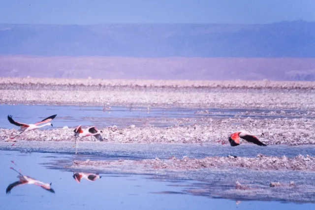 Andenflamingos im Salar de Atacama