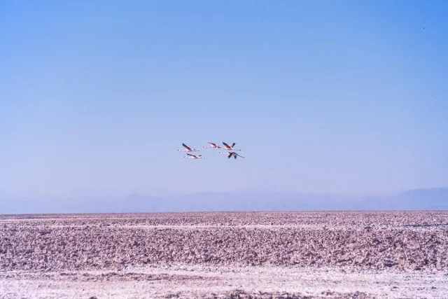 Andean flamingos in the Salar de Atacama