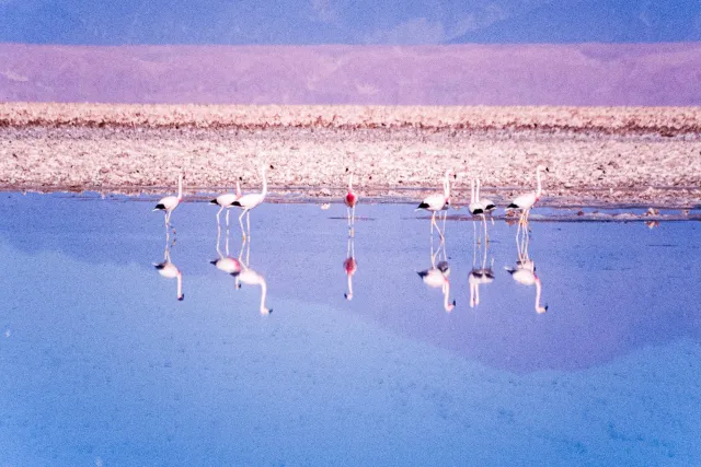 Andean flamingos in the Salar de Atacama