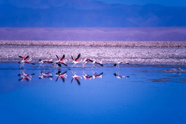 Andenflamingos im Salar de Atacama