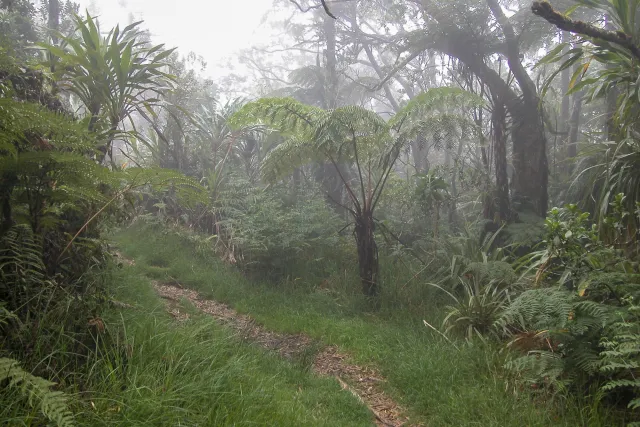 Tamarindenbäume, Riesenfarne und Zedern im Nebel des Forêt de Bébour