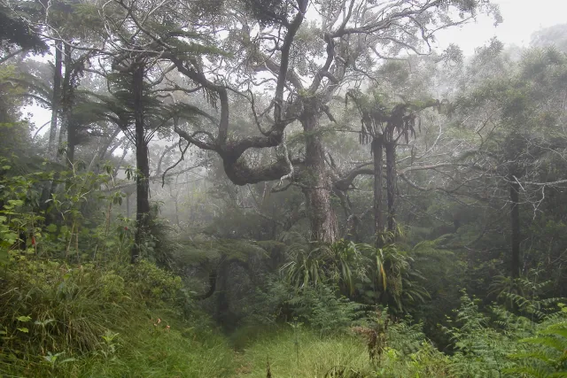 Tamarind trees, giant ferns and cedars in the fog of the Forêt de Bébour