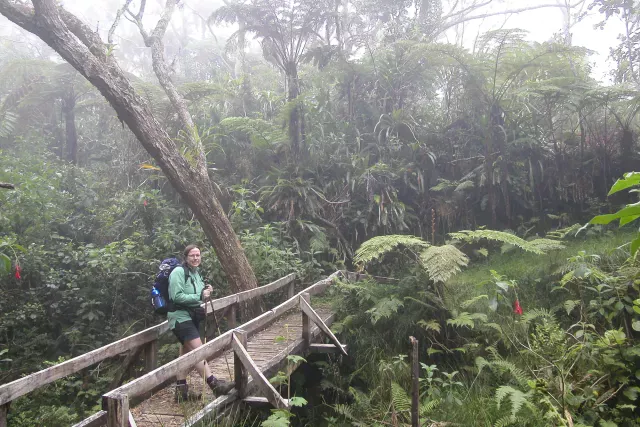 Tamarindenbäume, Riesenfarne und Zedern im Nebel des Forêt de Bébour