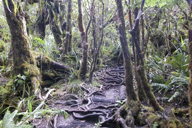 Tamarind trees, giant ferns and cedars in the fog of the Forêt de Bébour