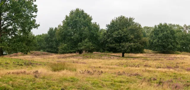 The Mansen Mountains on the municipal boundary between Groß- and Klein Berßen in Emsland are one of the largest burial mounds in western Lower Saxony