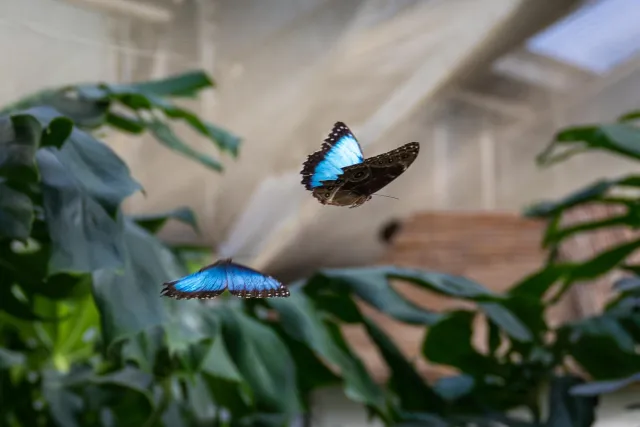 Blue Morpho (Morpho peleides)