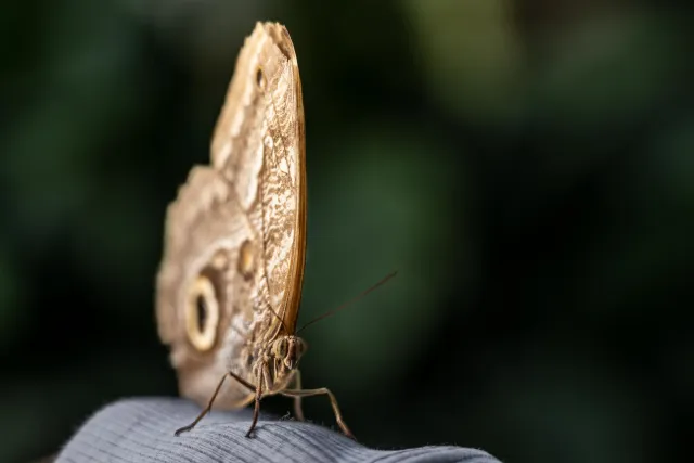 Banana falter (Caligo spec.)