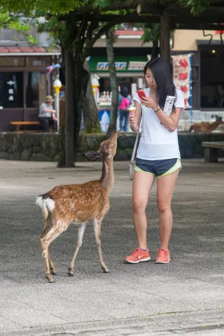 Die Rehe und Hirsche auf Miyajima kennen keine Scheu