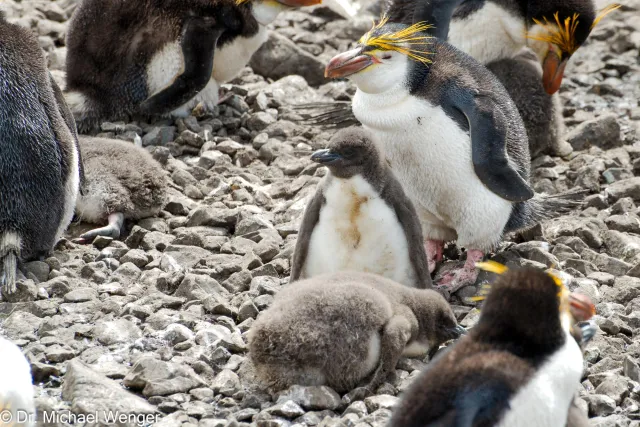 Royal penguins on Macquarie Island 