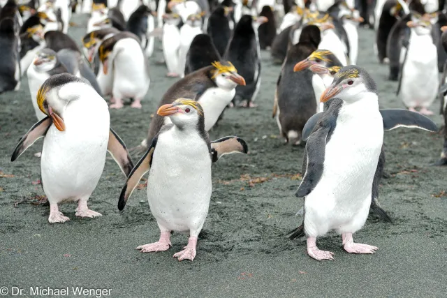 Royal penguins on Macquarie Island 