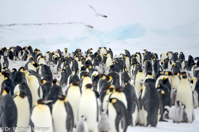 Kaiserpinguine in der Antarktis