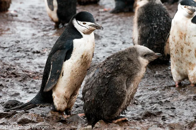 Chinstrap penguins in Antarctica