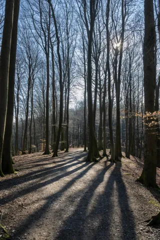 Shadow plays in the beech forests on Rügen