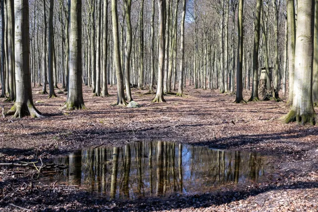 Reflections in the beech forests on Rügen