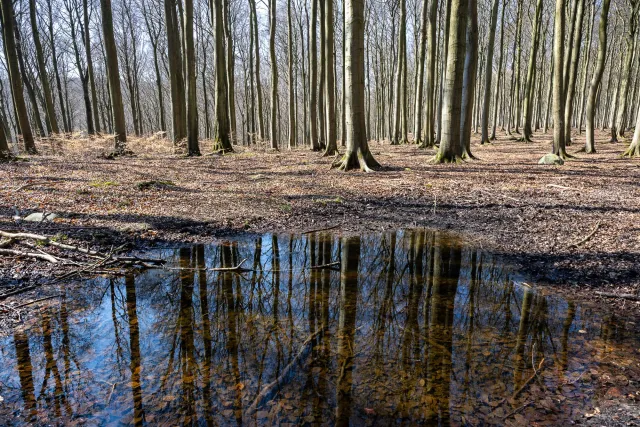 Reflections in the beech forests on Rügen