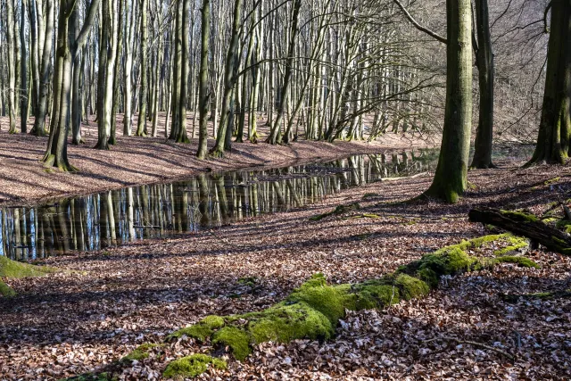 In the beech forests on Rügen