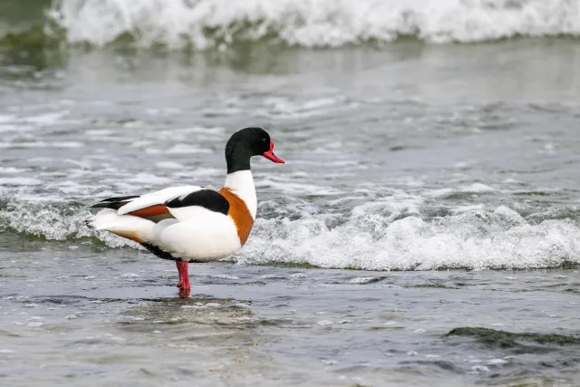 Common shelducks on the Baltic coast of Bornholm