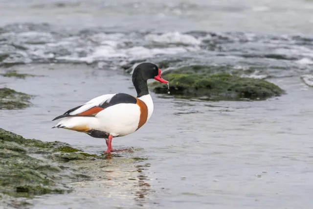 Common shelducks on the Baltic coast of Bornholm