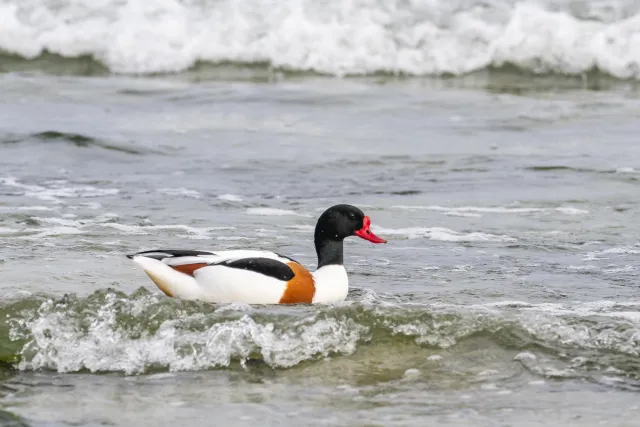 Common shelducks on the Baltic coast of Bornholm