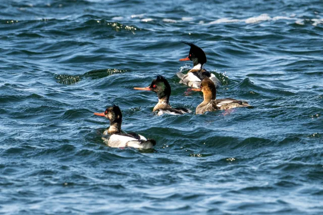 Red-breasted merganser (Mergus serrator) on Bornholm