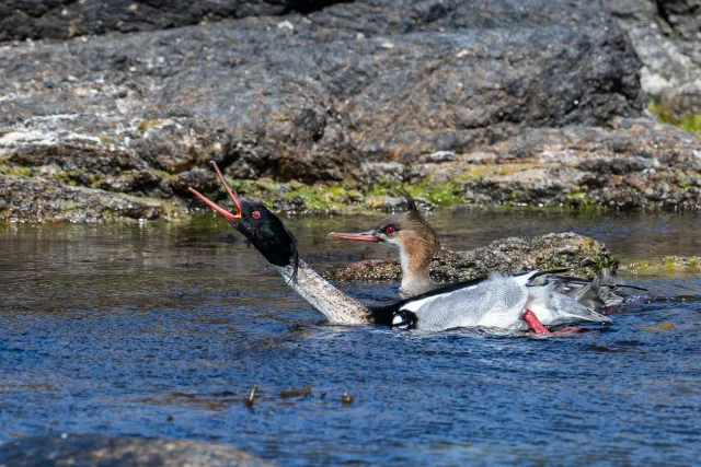 Red-breasted merganser (Mergus serrator) on Bornholm