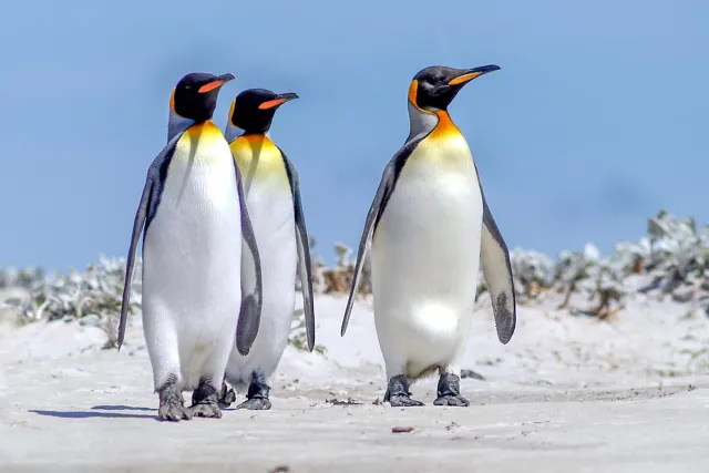 NFT 081: King penguins on East Falkland