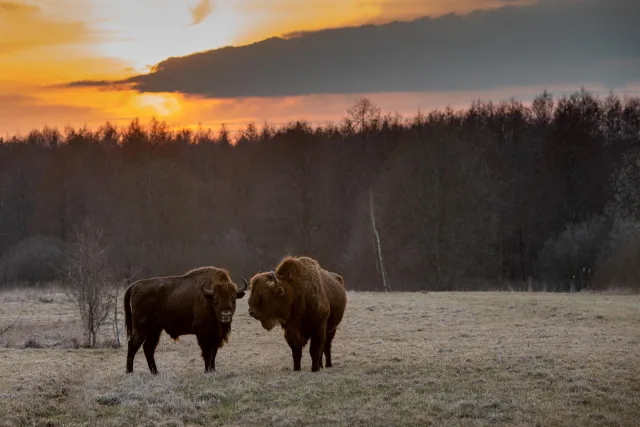 NFT 089: Die letzten Wisente in Bialowieza