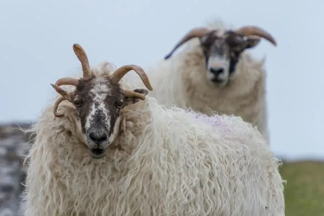 NFT 080: Lewis and Harris, the largest islands of Scotland's Outer Hebrides