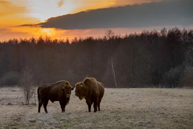 NFT 089: The last bison in Bialowieza