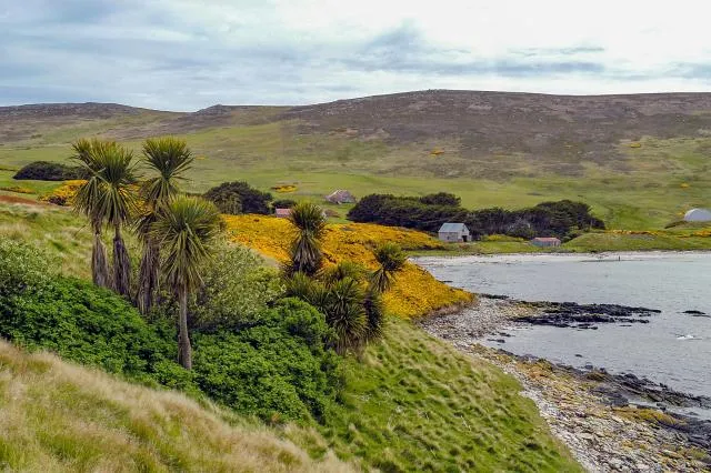 NFT 094: Gorse on Carcass, one of the Falkland Islands