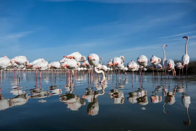 Eye to eye with the flamingos