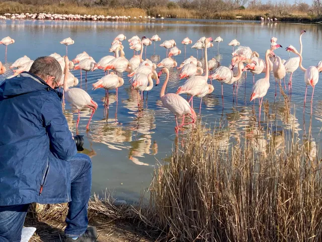 Auge in Auge mit den Flamingos