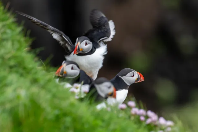 Puffins at Mulafossur waterfall on Vágar