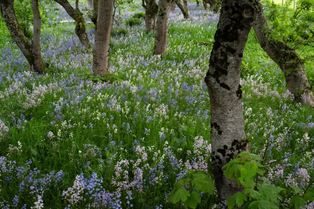 Zaubergarten in Miðvágur