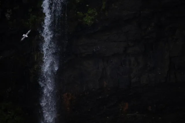 Eissturmvögel beim Mulafossur Wasserfall auf Vágar